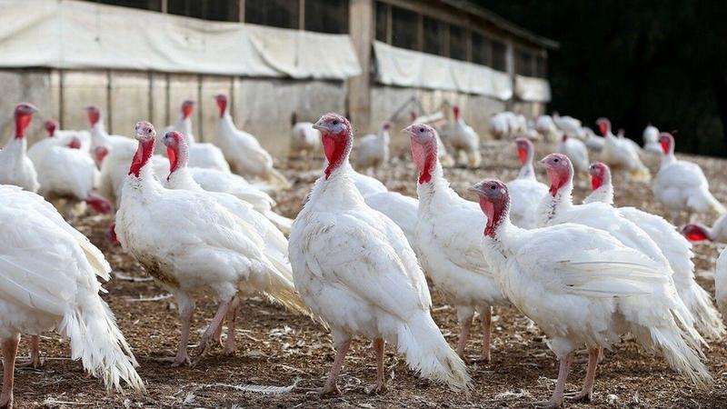 Nel Bresciano è arrivata l’aviaria: il primo focolaio scoperto a Seniga, sentenza di morte per 34mila tacchini