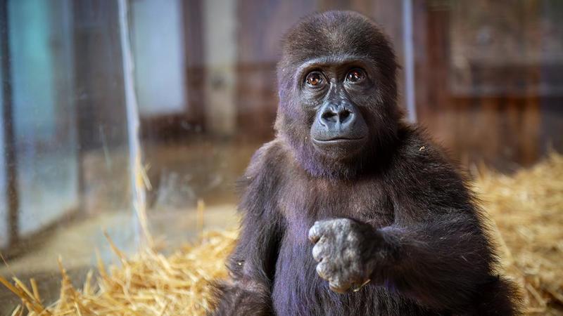 Gorile de yasak geldi!