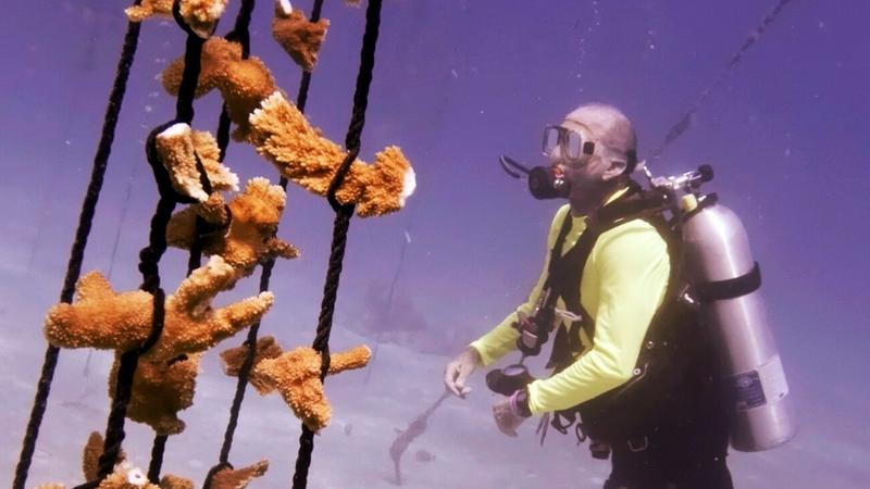 Es gibt irreversible Klima-Kipppunkte: Das Korallensterben ist als erster nun eingetreten