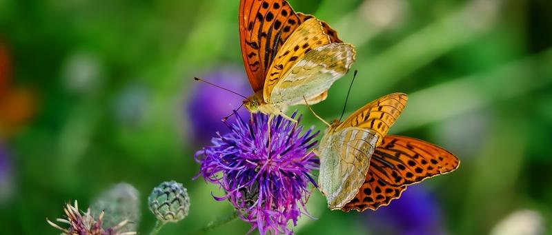 Aufmerksamkeit und Sendezeit – und sonst nichts