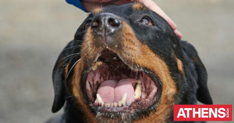 Η τραγωδία της Μεσσηνίας: Δεν ήταν το ροτβάιλερ. Ήταν οι συνθήκες
