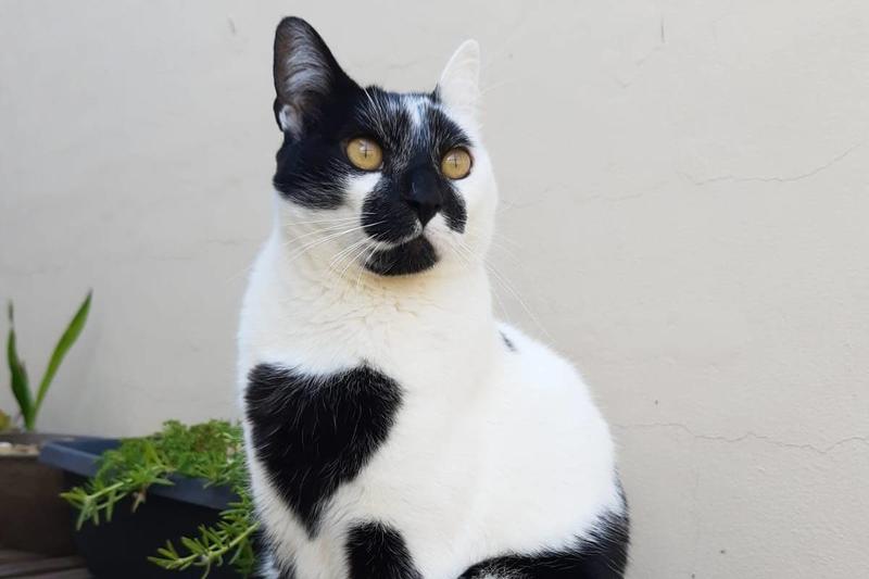 Gato com mancha em formato de coração no peito é eleito o mais bonito do país