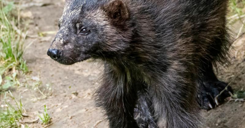 How Elusive Emotional Wolverines Connect Us With Nature