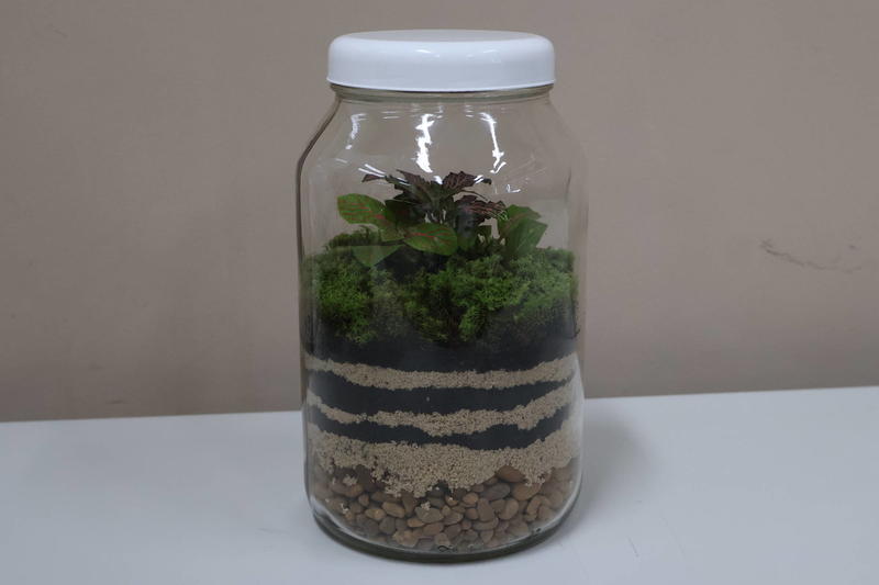 Como montar um terrário em casa? Veja dicas e cuidados