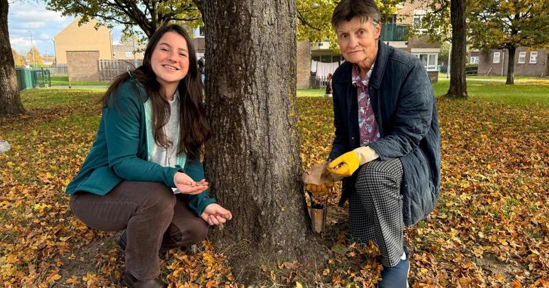Thetford gardens to be brightened up by 2,000 bulbs planted by volunteers Thetford gardens to be brightened up by 2,000 bulbs planted by volunteers