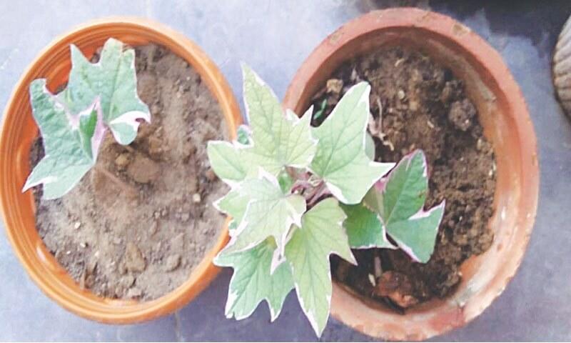 GARDENING: LOSING THE PINK GARDENING: LOSING THE PINK