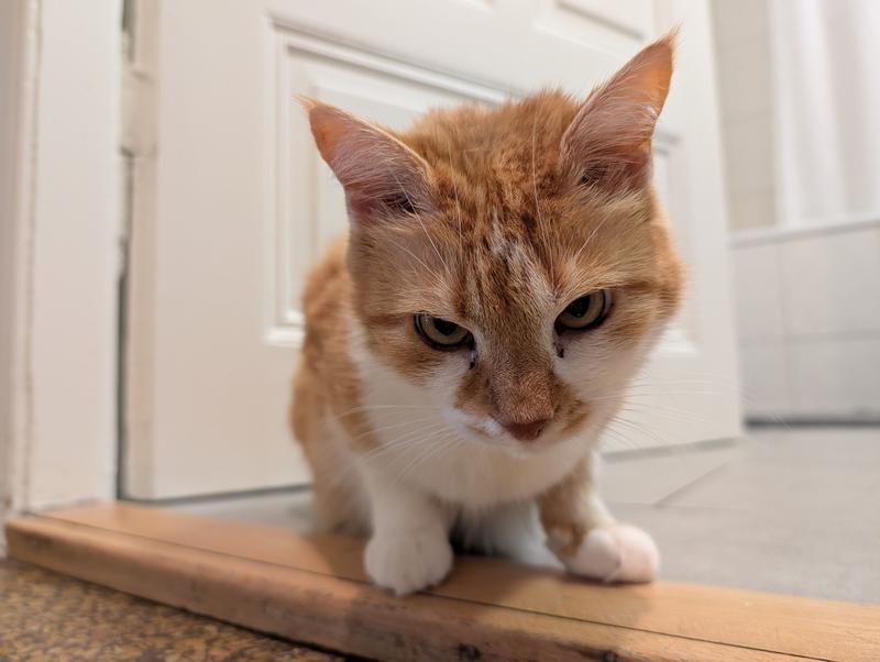 Warum das Büsi momentan ungeduldiger ist Warum das Büsi momentan ungeduldiger ist