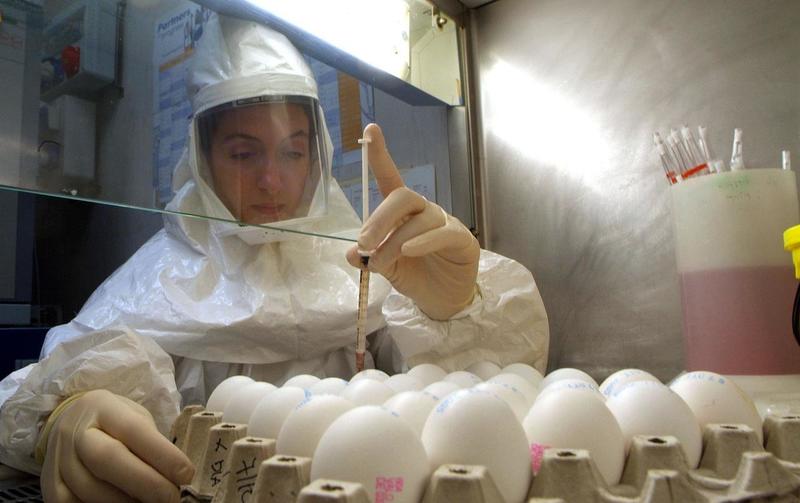 Aviaria in un allevamento: 