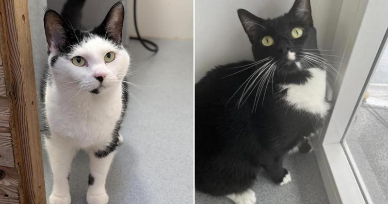 Plea as eight cats still searching for forever homes after four months Plea as eight cats still searching for forever homes after four months