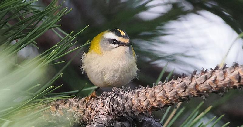 Red-listed bird pictured at supermarket car park