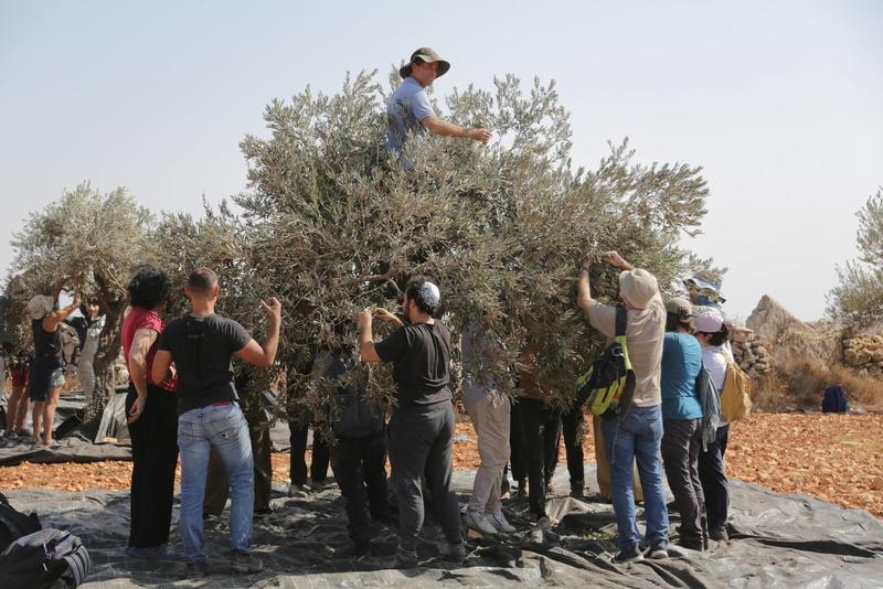2 Jewish-American women banned from Israel for 10 years over olive harvest incident