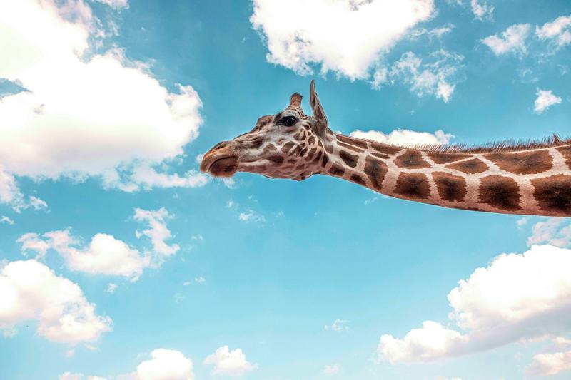 Why do giraffes have such long legs? Animal simulations reveal a surprising answer Why do giraffes have such long legs? Animal simulations reveal a surprising answer