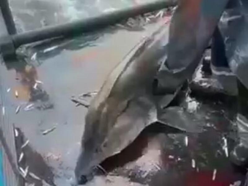 Рибарите от 