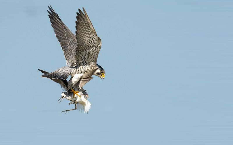 Why national parks and nature reserves don’t always safeguard ecosystems as expected Why national parks and nature reserves don’t always safeguard ecosystems as expected