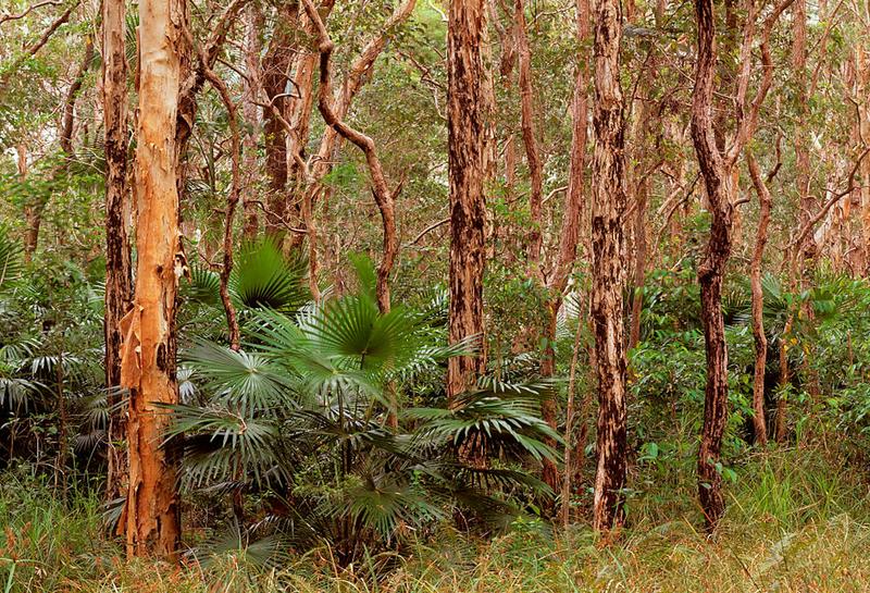 Cabbage tree palm: a sweet-leafed Australian native that waits 150 years to bloom Cabbage tree palm: a sweet-leafed Australian native that waits 150 years to bloom