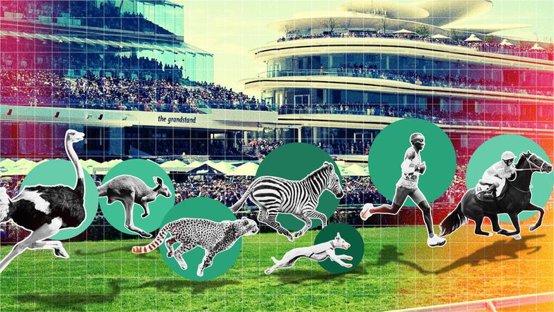 Could a cheetah win the Melbourne Cup? Could a cheetah win the Melbourne Cup?