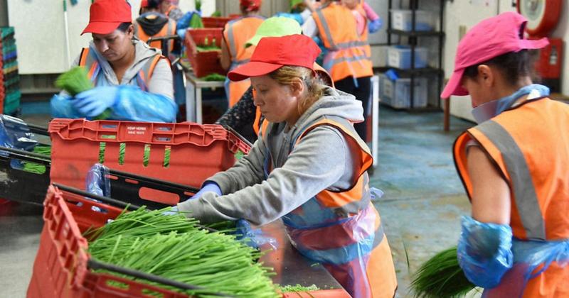 Seasonal visas welcomed as 'positive news' for farms battling worker shortages