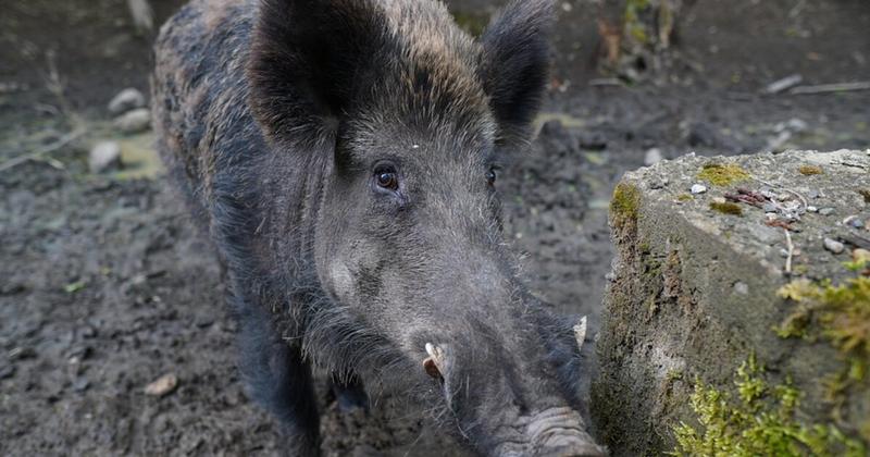 Τροχαίο με αγριογούρουνο στην Εύβοια: Σκοτώθηκε το ζώο, υλικές ζημιές στο αυτοκίνητο