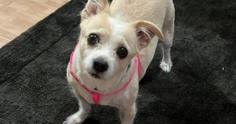 Φρικτό περιστατικό στη Χαλκιδική: Άγνωστος πέταξε σκύλο μέσα σε κάδο απορριμμάτων