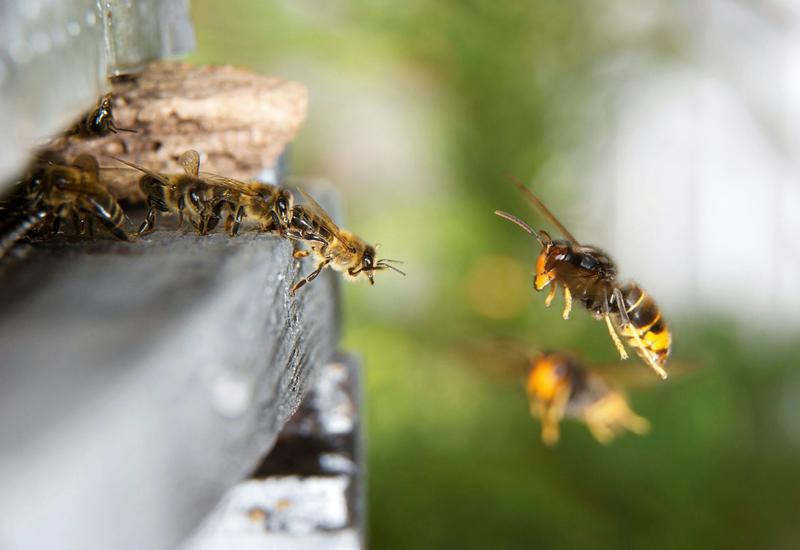 A deadly European hornet has reached NZ – we can all help stop its spread A deadly European hornet has reached NZ – we can all help stop its spread