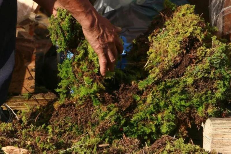 Trujillo | Autoridades refuerzan monitoreo ambiental con la campaña “Navidad sin Musgo y en Paz” Trujillo | Autoridades refuerzan monitoreo ambiental con la campaña “Navidad sin Musgo y en Paz”