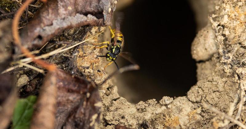 Divovski stršljenovi ubili oca i sina, napali ih na ziplineu: 'Cijela tijela bila su im prekrivena, bilo je vrlo bolno'