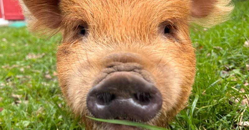 What Sheep Think About the Weather: Hearing What Animals Say What Sheep Think About the Weather: Hearing What Animals Say