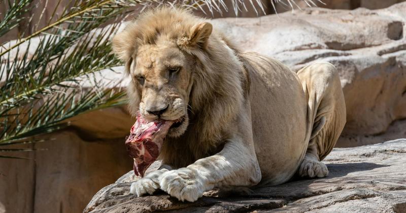 Meat Is a Masculine Issue