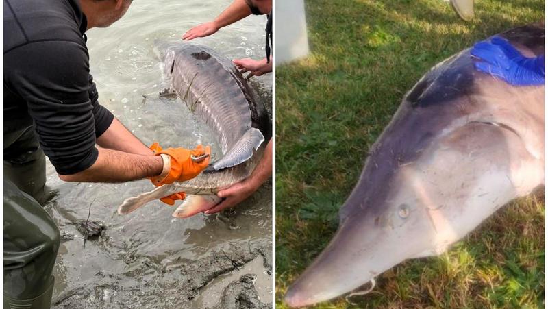 Emerge dalle acque il gigante del Po: “Uno storione beluga, era estinto” /