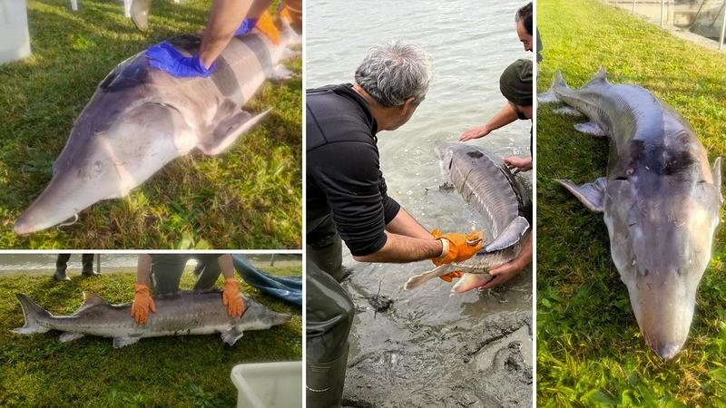 Cos’è lo storione beluga, il gigante leggendario del Po (che regala un tesoro): la storia di un salvataggio eccezionale