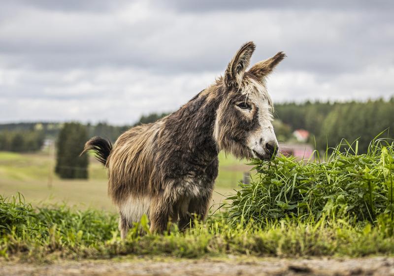 Hevoset | Lukijalta: Aasit tarvitsevat lajitoverin – uusi hevosasetus on askel kohti parempaa hyvinvointia