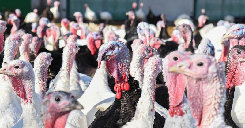 Bird flu concerns intensify as poultry ordered indoors amid surge in cases