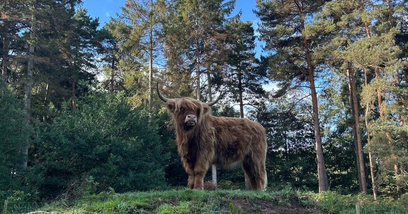 Attraction viewed by thousands on TikTok closes café for refurbishment