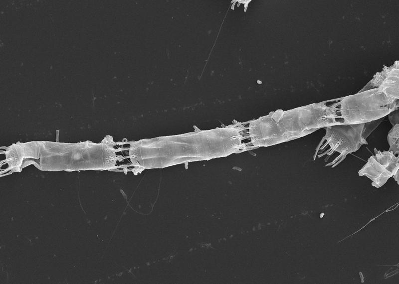 Las diatomeas, una caja de sorpresas químicas para sobrevivir en la oscuridad