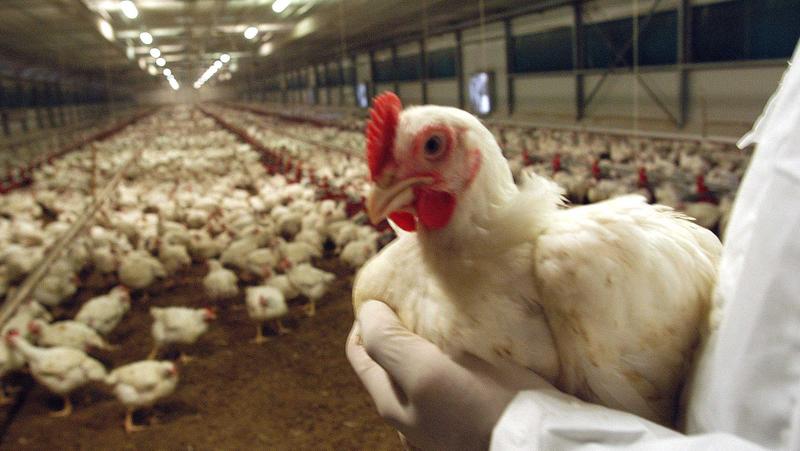 Torna l’incubo aviaria, un focolaio al giorno: “Situazione preoccupante”. Al via gli abbattimenti