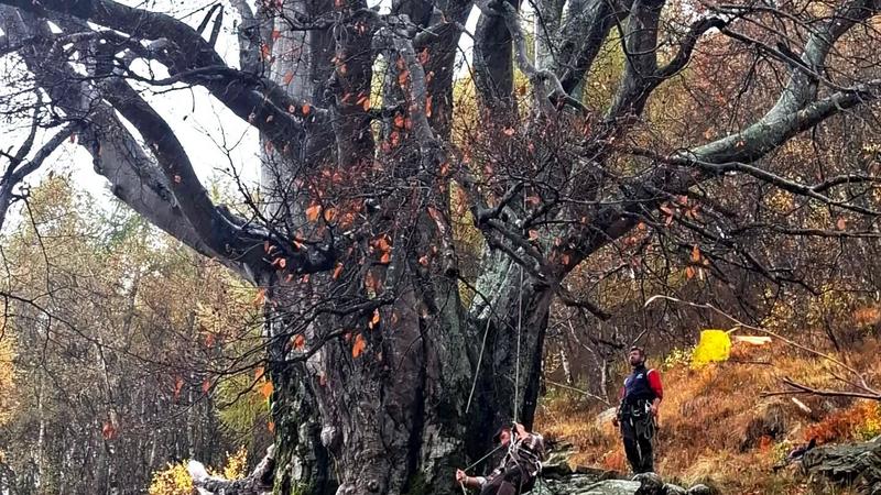Fondon, 600 anni e non sentirli: il faggio del Piancone supera gli esami, è in buona salute
