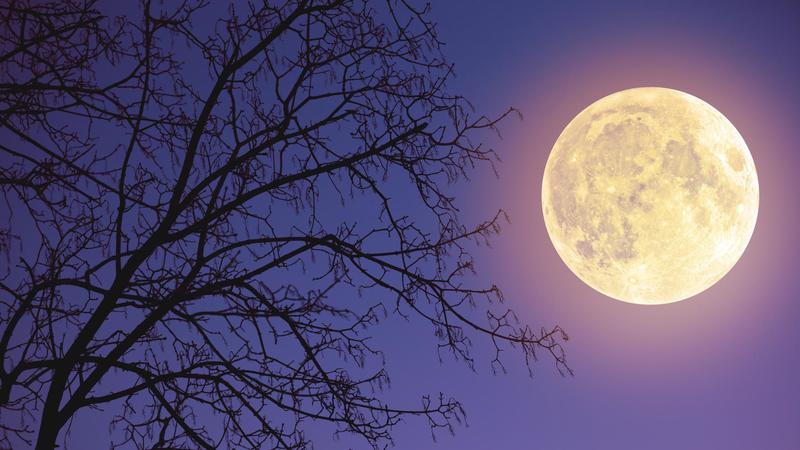 Superluna del castoro: perché la luna ti sembra enorme. “La più luminosa del 2025”