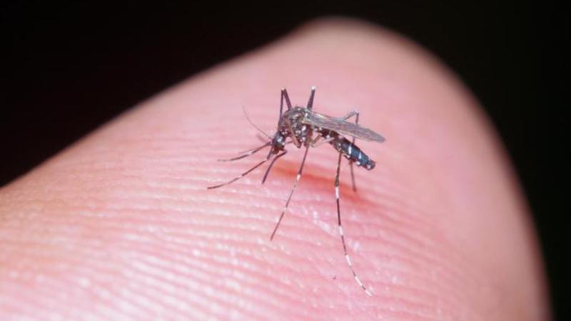 Clima caldo, temperature 6 gradi sopra la media a Roma, medici ambientali: «Rischio zanzare fino a Natale»