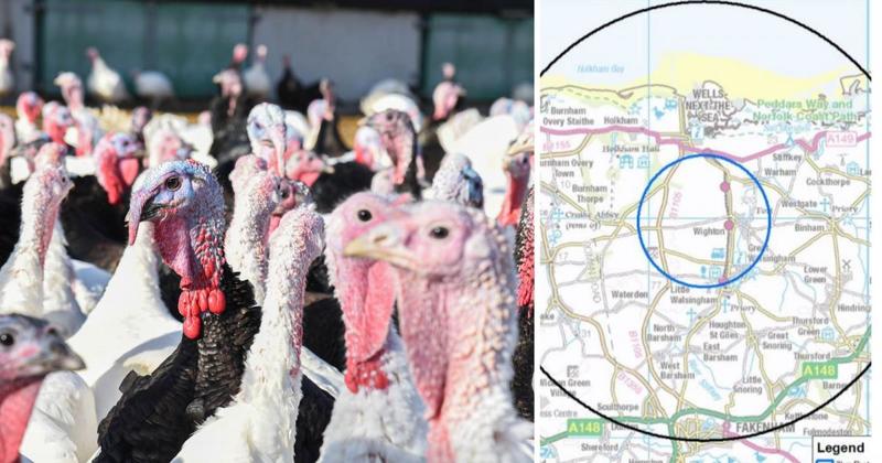 Bird flu confirmed at second Norfolk poultry farm as virus cases keep rising