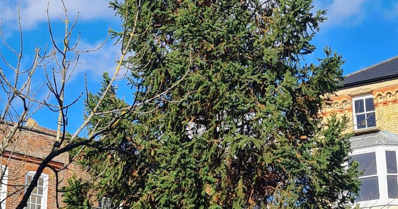 Town's Christmas tree branded an 'absolute disgrace' Town's Christmas tree branded an 'absolute disgrace'