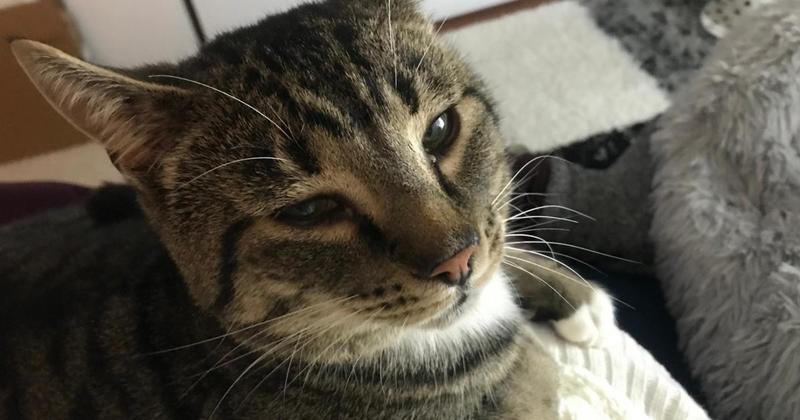'Super sweet' cat with autoimmune condition finds his happy ever after 'Super sweet' cat with autoimmune condition finds his happy ever after