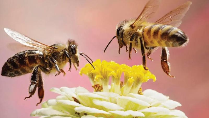 Canlılar âleminde duygular Canlılar âleminde duygular