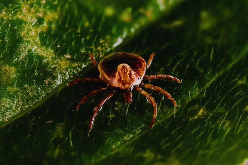 Carrapato, o pequeno grande inimigo na natureza Carrapato, o pequeno grande inimigo na natureza