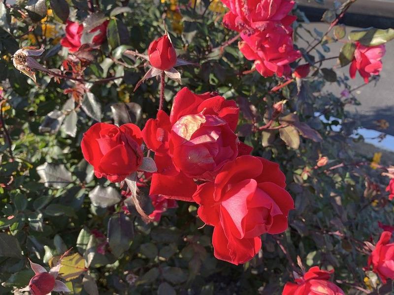 GARDEN CLIPPINGS: Roses still looking good in November