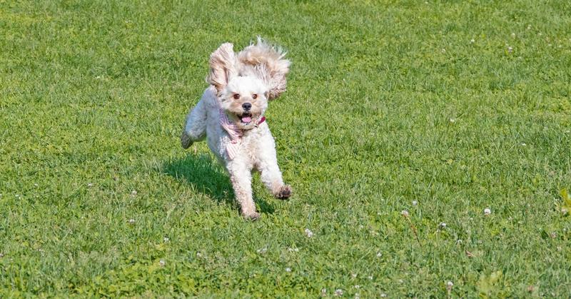 When Therapy Dogs Meet Justice-Involved Youth