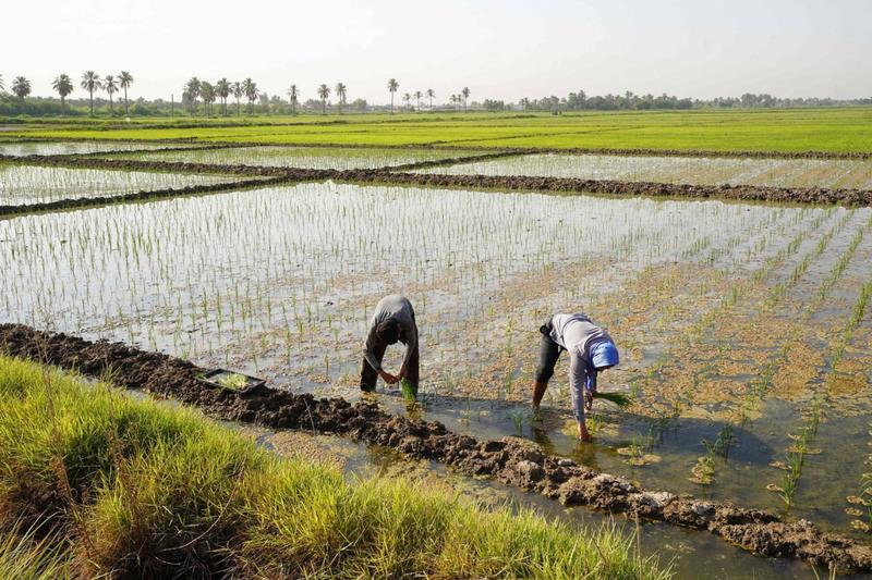 Rice can feed the world — even with fewer farmers