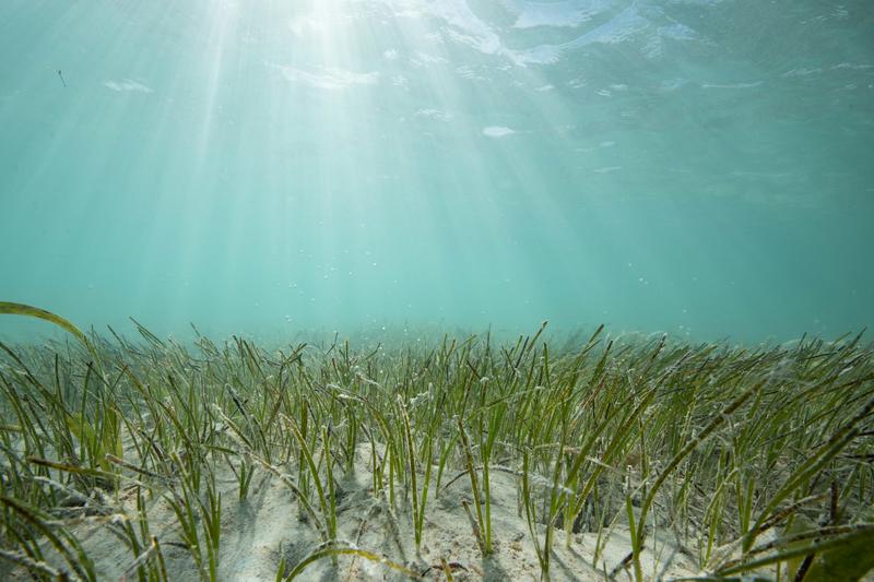 Seashells from centuries ago show that seagrass meadows on Florida’s Nature Coast are thriving