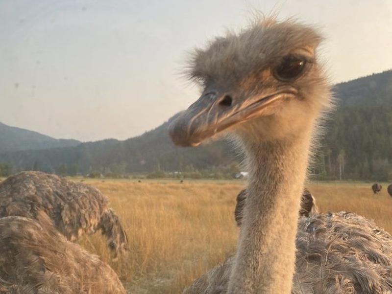 WARMINGTON: Onlookers 'distraught' as gunshots heard at Universal Ostrich Farm WARMINGTON: Onlookers 'distraught' as gunshots heard at Universal Ostrich Farm