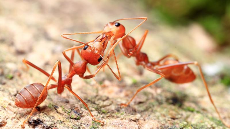 Le formiche 'di fuoco' minacciano l'Italia. Le formiche 'di fuoco' minacciano l'Italia.