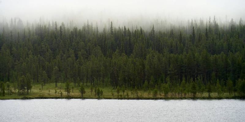 Clouds, trees, and rain
